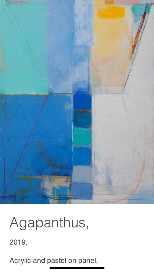 Agapanthus