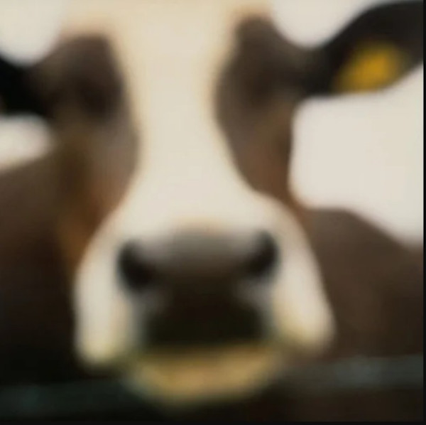 Cow, Lewknor, Stokenchurch, Oxfordshire, England, 2002 by John Huggins, Image 1.