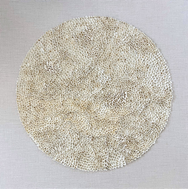 Fanella Series with Cockle Shells