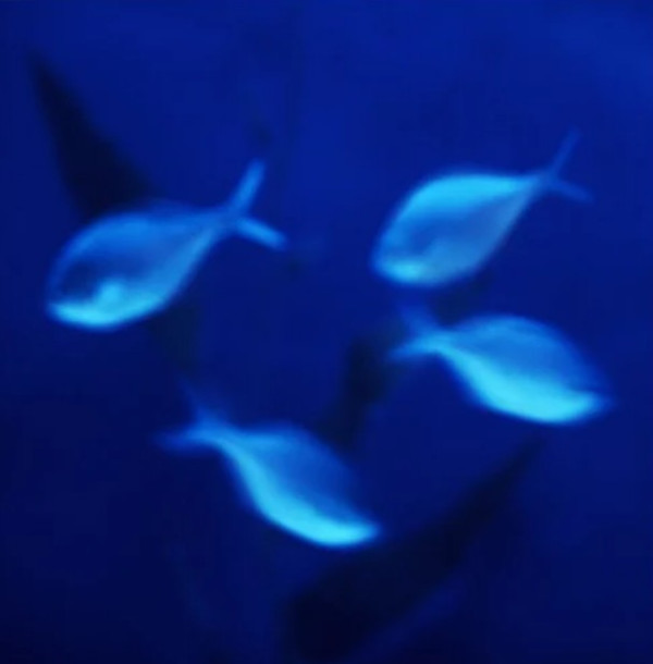 Aquarium #2, Sydney Australia 2004 by John Huggins, Image 1.