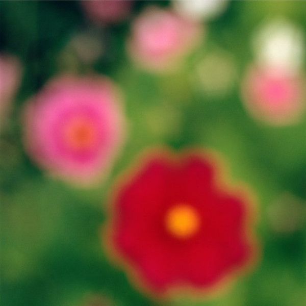 Flora in Situ #7, 2018 by John Huggins, Image 1.