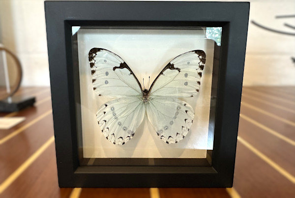 Mint Morpho by Kevin Clarke, Image 3.