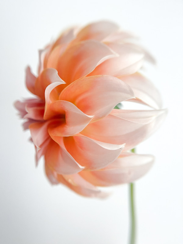 Pale Dahlia in Profile by Robyn Ivy, Image 2.