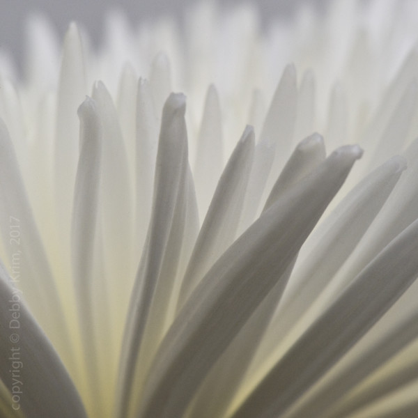 White Spider Mum 1