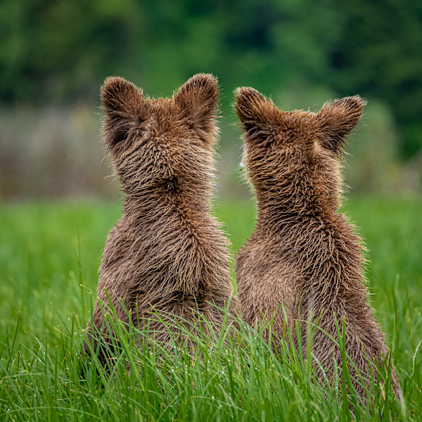 Siblings by Joey Johnson, Image 1.