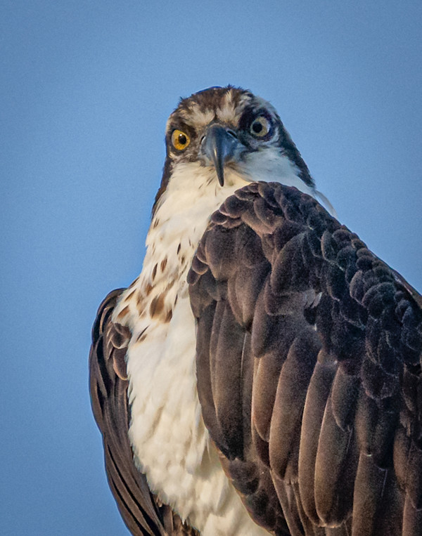 Staredown by Joey Johnson, Image 1.