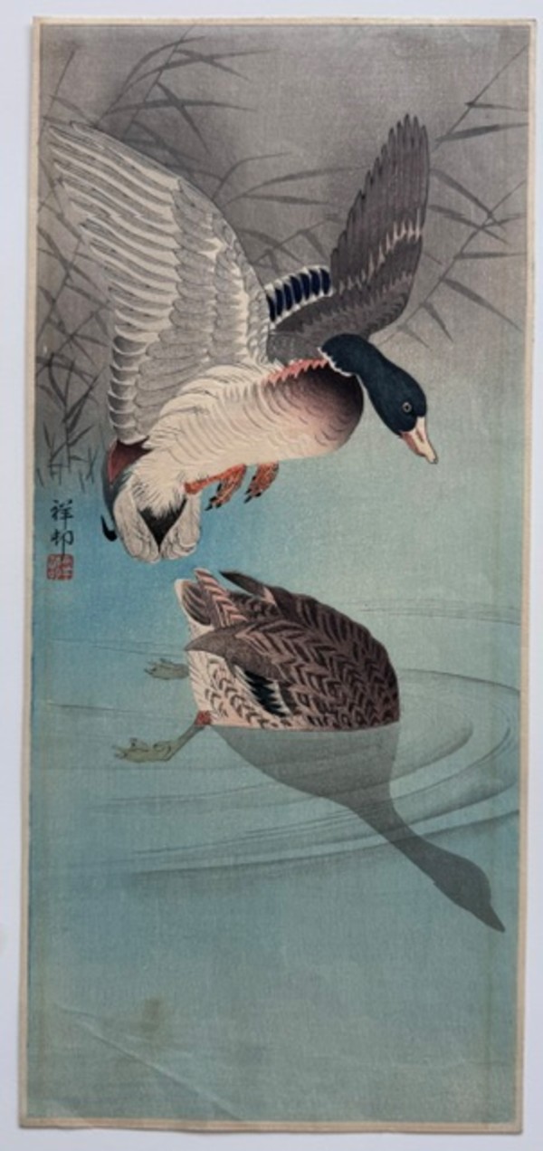 Ducks descending into water by Ohara Koson, Image 1.