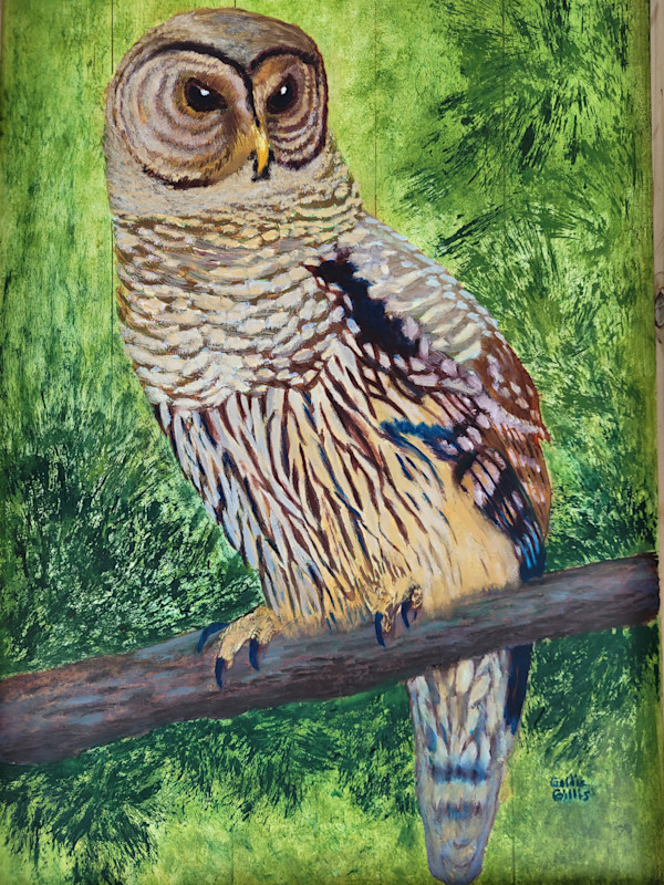Barred Owl...Whooo Cooks For You? by Goldie Gillis, Image 1.