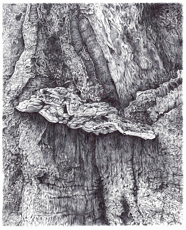 Bracket Fungus Suspended in Epping by Gail Hoban, Image 1.