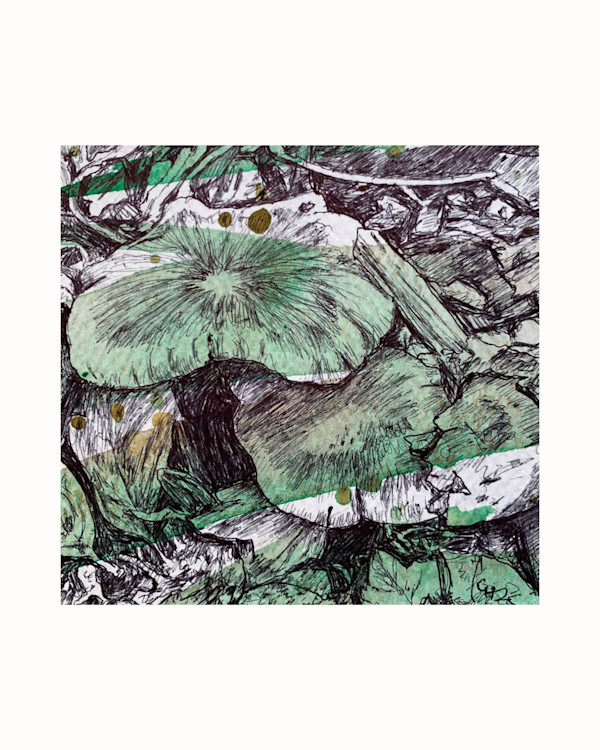 Wood Blewit 1 by Gail Hoban, Image 6.