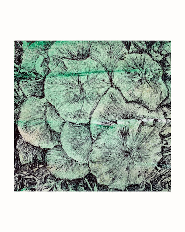 Honey Fungus 1 by Gail Hoban, Image 3.