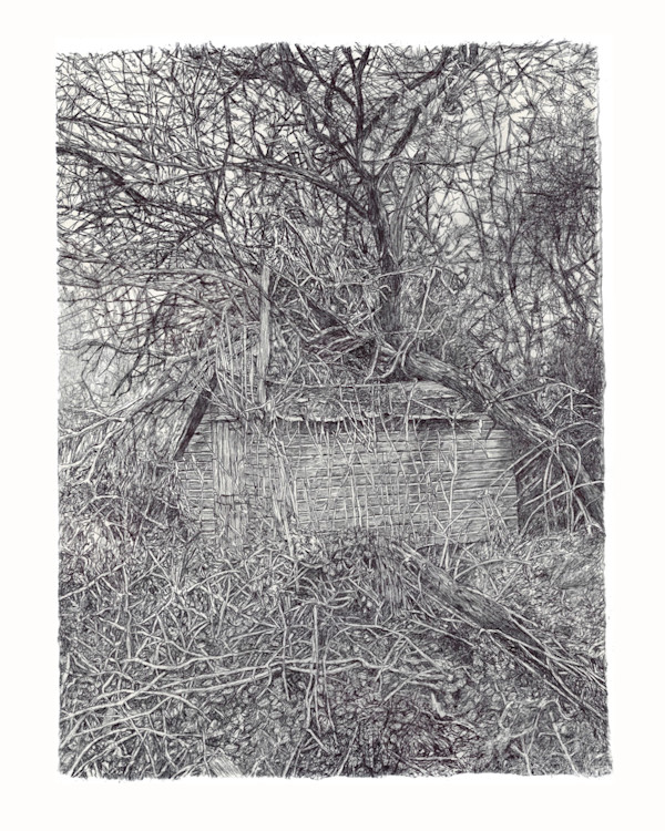 Demise of a shed at Wicken Fen by Gail Hoban, Image 1.