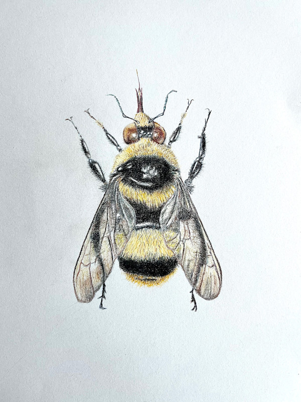 Bombus crotchii by Shana Katzman, Image 1.