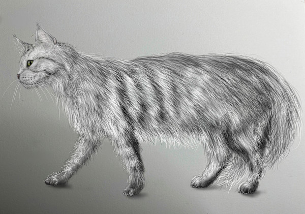 Cat with fur by Shana Katzman, Image 1.