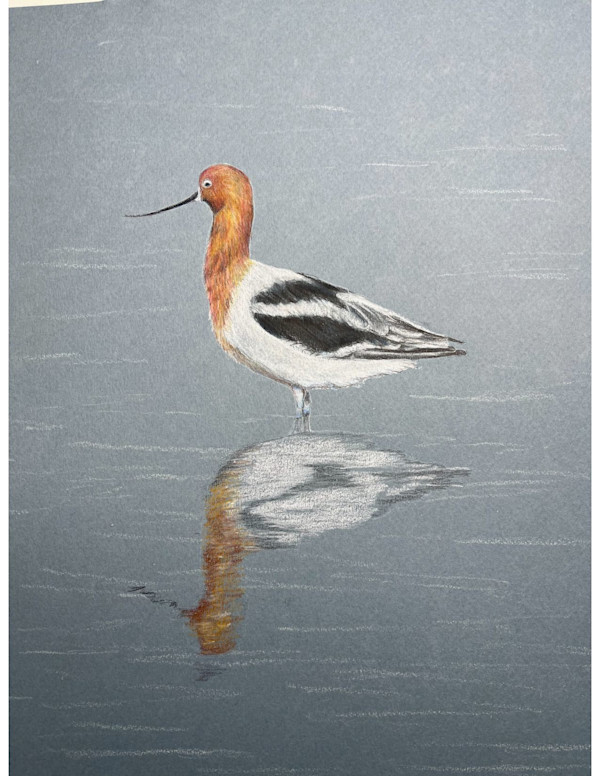 American avocet by Shana Katzman, Image 1.