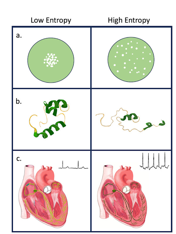 Entropy: molecules to organs by Shana Katzman, Image 1.
