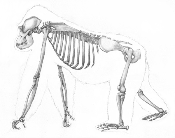 Anatomy of a gorilla by Shana Katzman, Image 3.