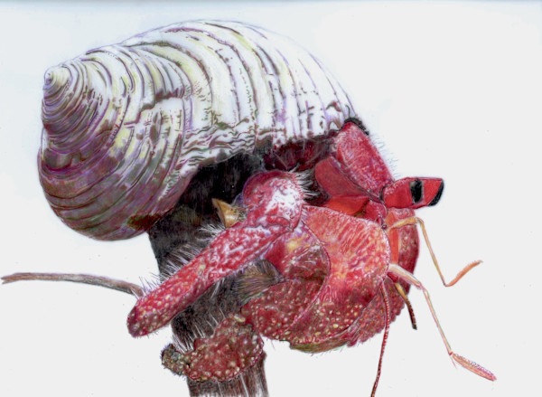 Hermit crab by Shana Katzman, Image 1.