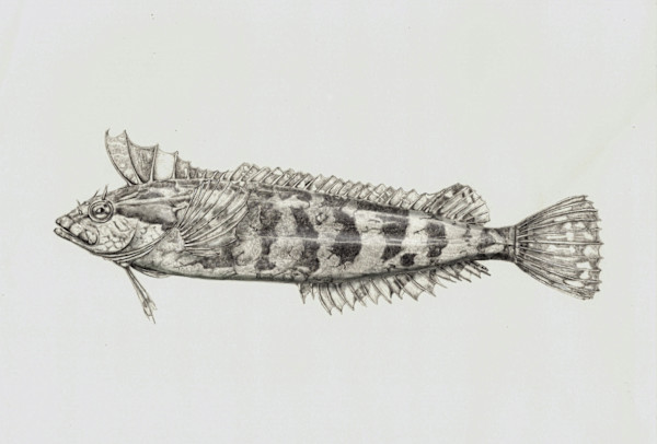 Striped kelpfish by Shana Katzman, Image 1.