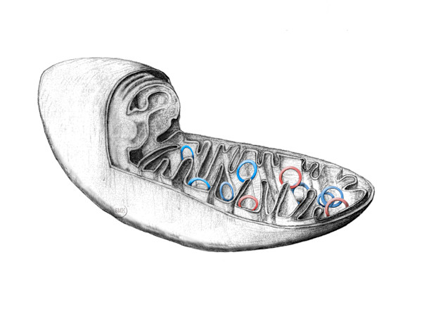 Mitochondrial heteroplasmy by Shana Katzman, Image 1.