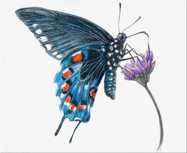 Pipevine swallowtail by Shana Katzman, Image 1.