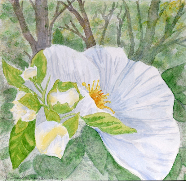 Budding Flowers in the Forest by Jessica Kronika, Image 7.
