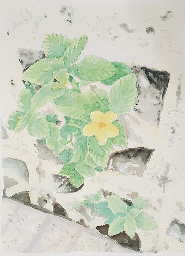 Volunteer Strawberries by Jessica Kronika, Image 6.