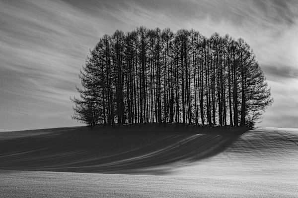 Hokkaido copse by Gwen Adams Norton, Image 1.