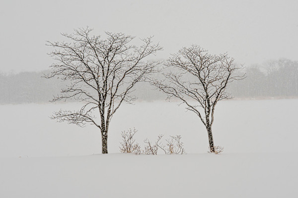 Hokkaido couple by Gwen Adams Norton, Image 1.