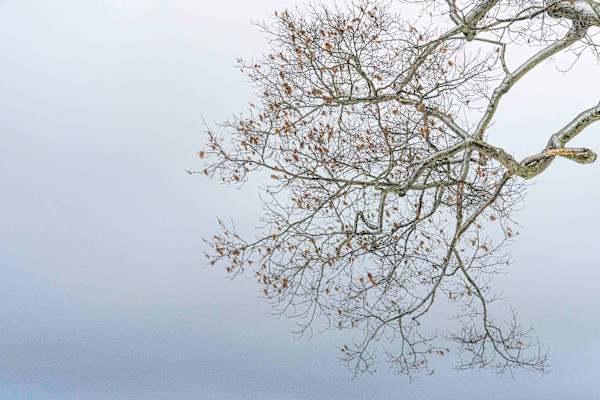 Chautauqua  Branches 3/3 by Gwen Adams Norton