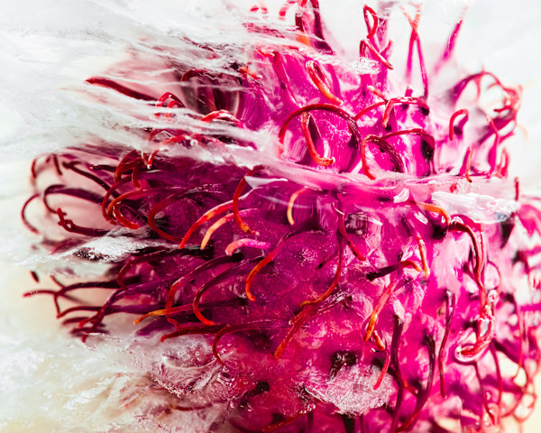 Iced Rambutan by Cheryl Aden, Image 1.