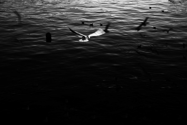 Seagull by Elysian I Koglmeier