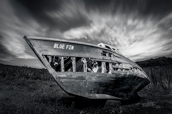 Blue Fin by Hugh Walker, Image 1.