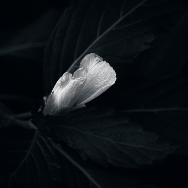 Flat Line by Hugh Walker, Image 1.