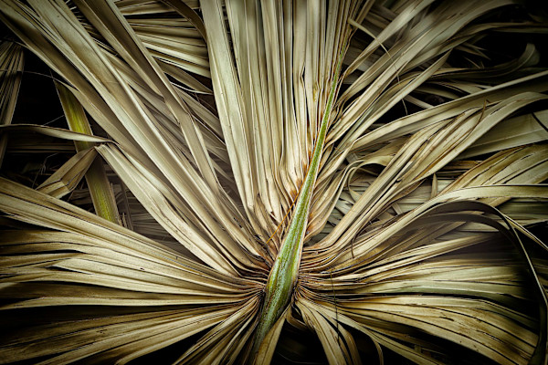 Dance of the leaves by Hugh Walker, Image 1.