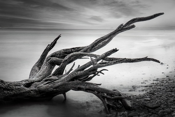 Sea Monster by Hugh Walker, Image 1.
