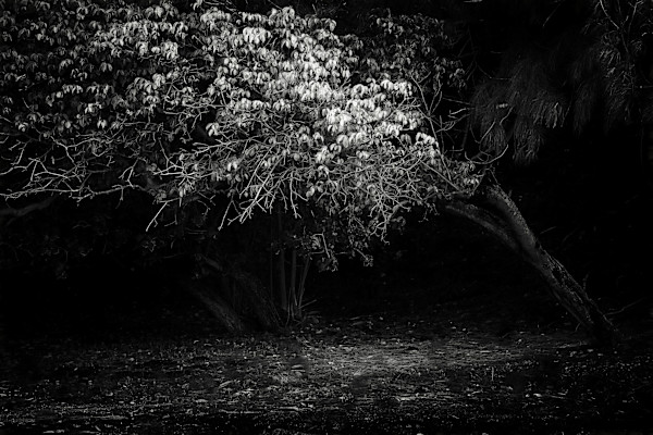Tree With The Silver Light by Hugh Walker, Image 1.