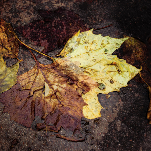 Wet and Trampled by Hugh Walker, Image 1.