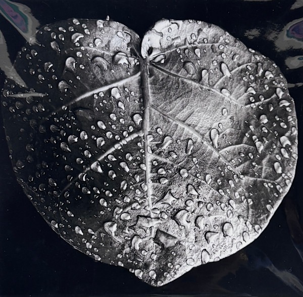 One Heart Leaf (B&W) by Carla Hinds, Image 1.
