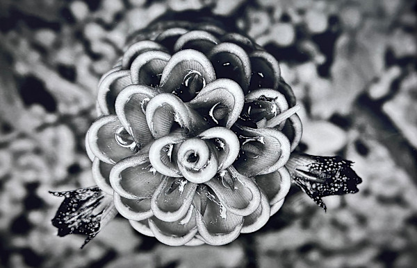 Torch by Carla Hinds