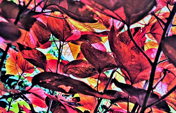 Red Leaves by Carla Hinds, Image 1.