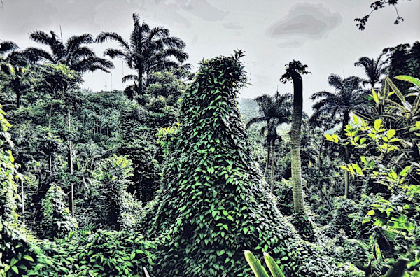 Flower forest Magic by Carla Hinds, Image 1.