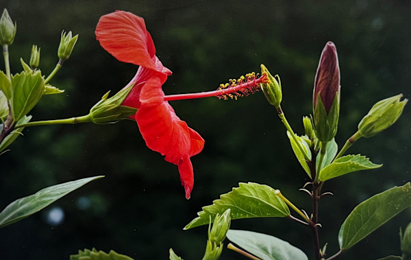 Reaching Out by Carla Hinds, Image 1.