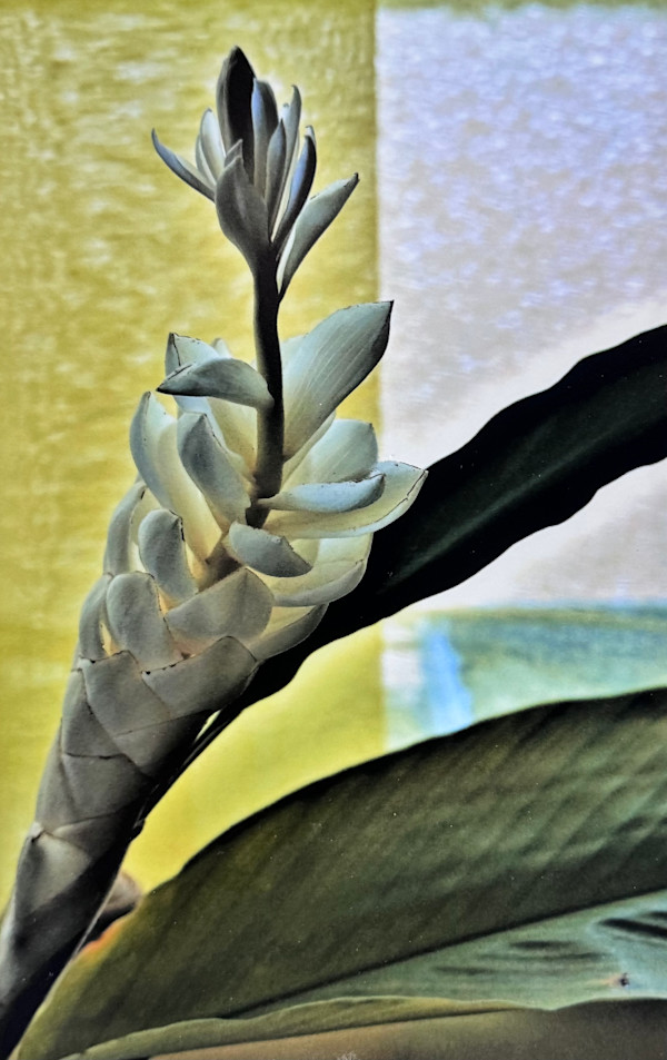 White Ginger Lily by Carla Hinds, Image 1.