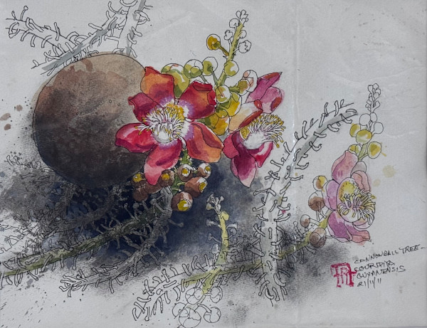 Cannonball Tree by Arthur Atkinson, Image 1.