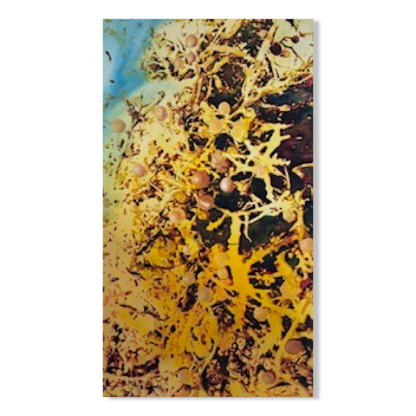 Sargassum II by Asher Mains