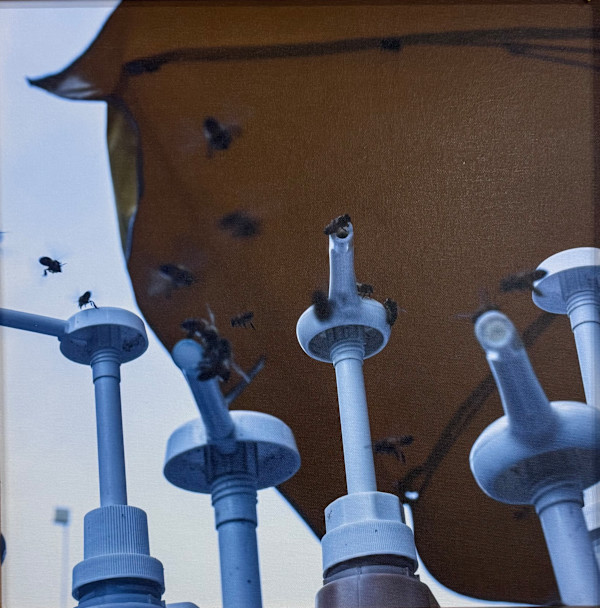 Bee @ The Party by Jaryd Niles-Morris