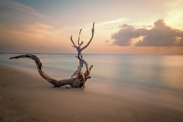 The Swan is Tranquil #1 by Hugh Walker