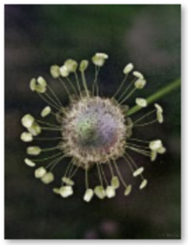 Plantago Lanceolata  (Ribwort Plantain ) : Plan by Chash Toro, Image 1.