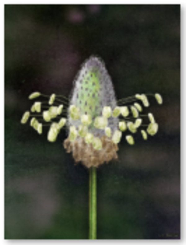 Plantago Lanceolata  (Ribwort Plantain ) : Elevation by Chash Toro, Image 1.
